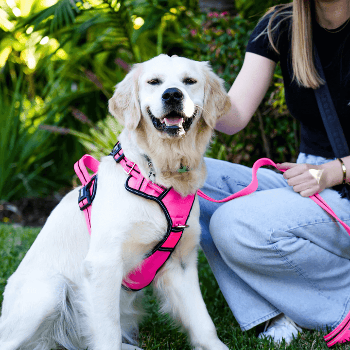 DOOG Neotech Dog Harness