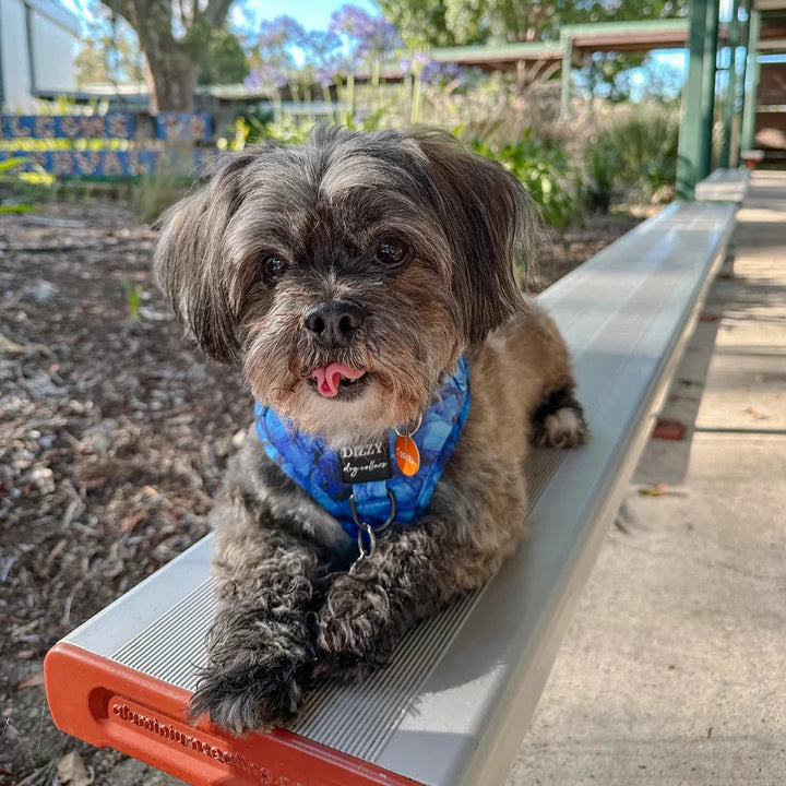 Dizzy Dog Harness