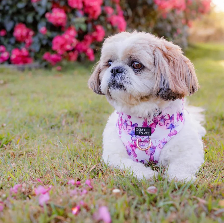 Dizzy Dog Harness