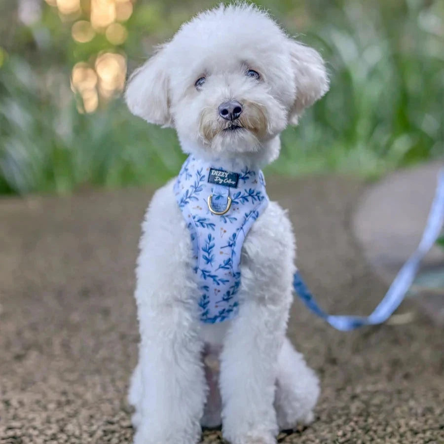 Dizzy Dog Harness