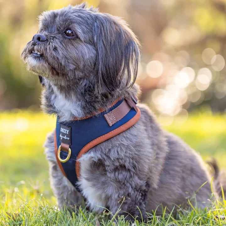 Dizzy Dog Harness