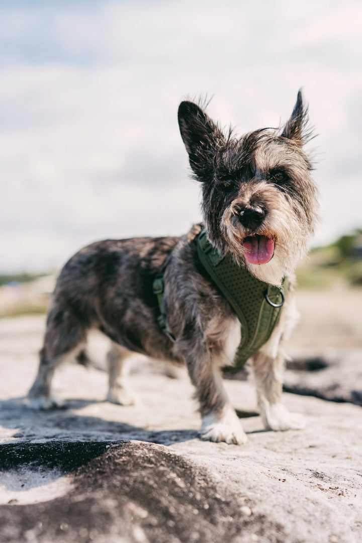 DOOG Neosport Dog Harness