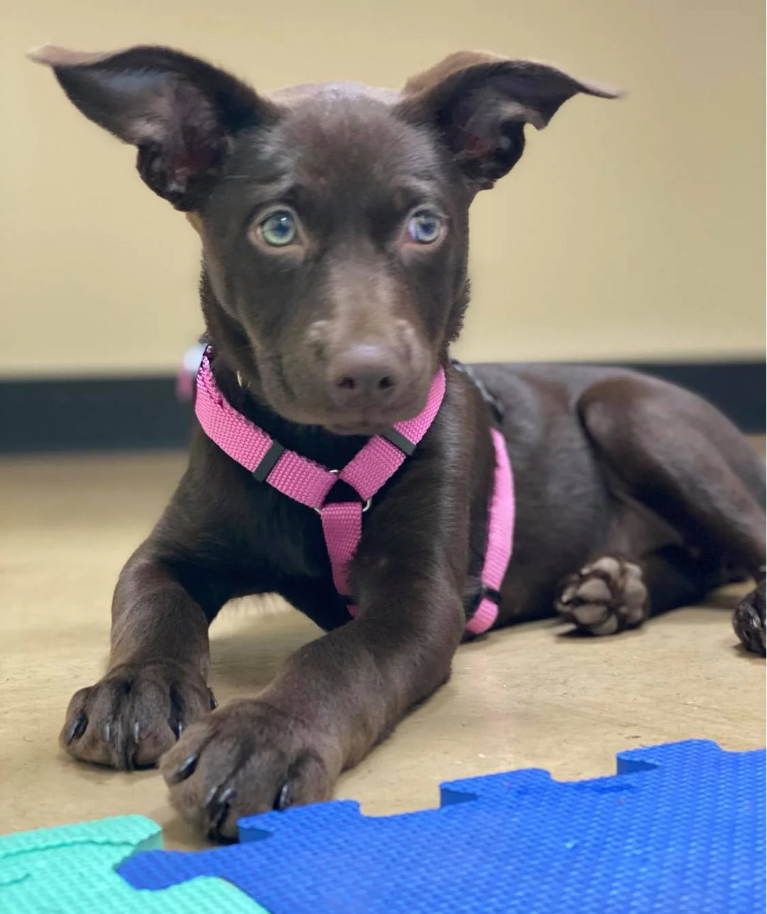 Harness for growing sales puppy