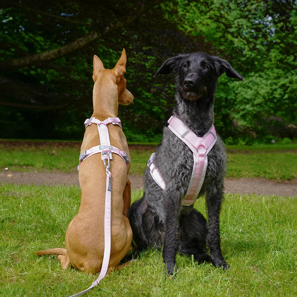 Anny.x Harness Fun Long/Short