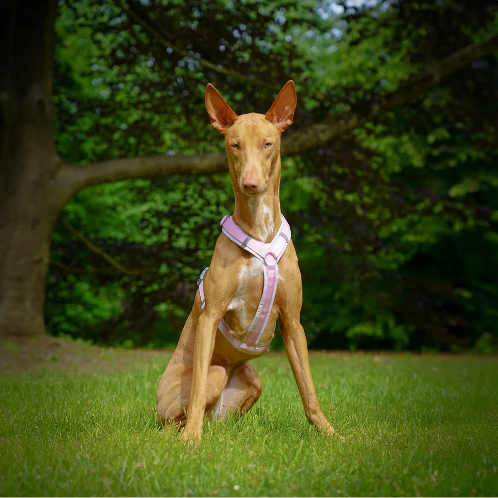 Anny.x Harness Fun Long/Short