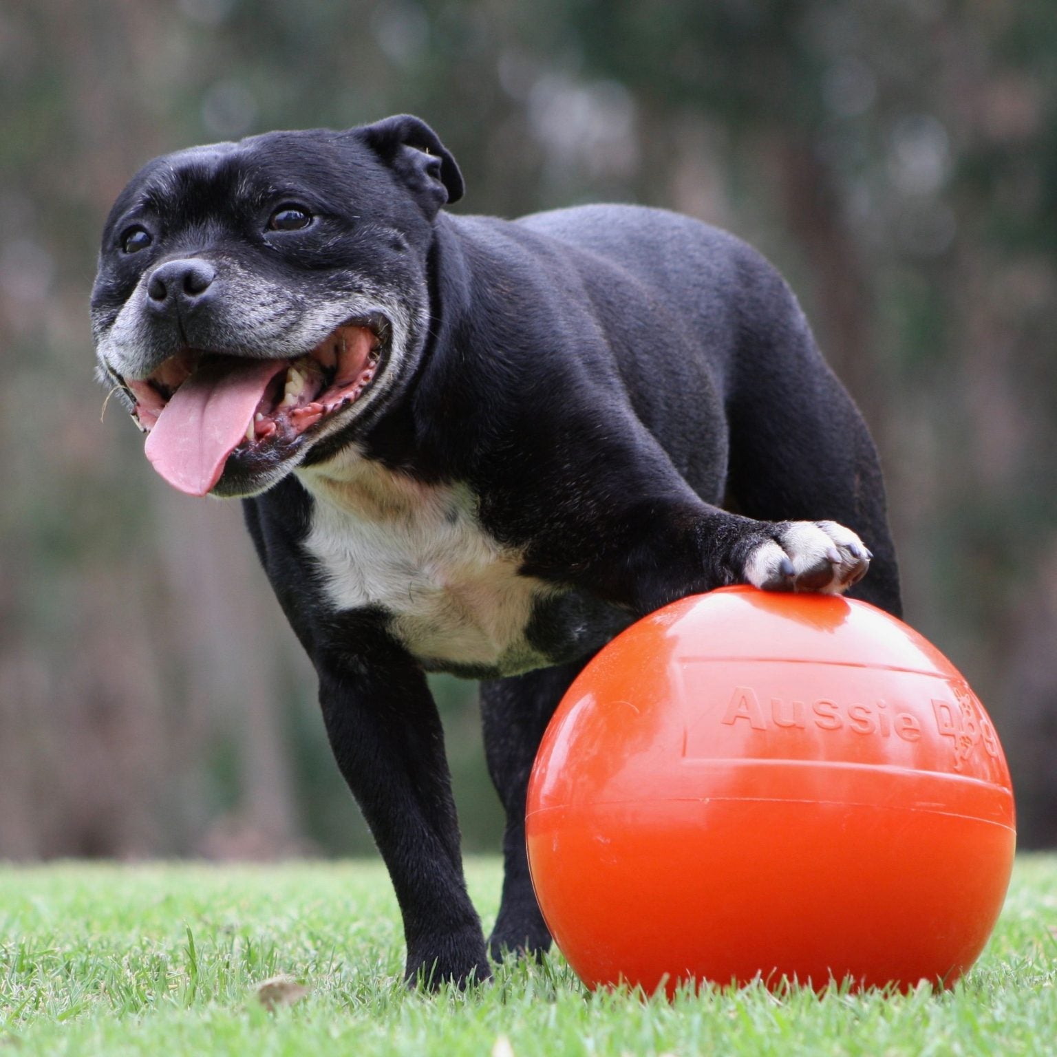 The fashion staffy ball