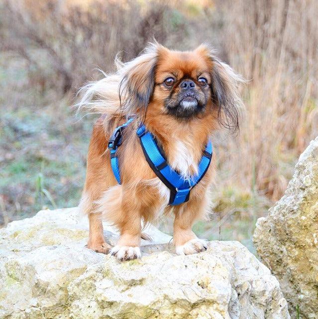 Anny.x Harness Fun