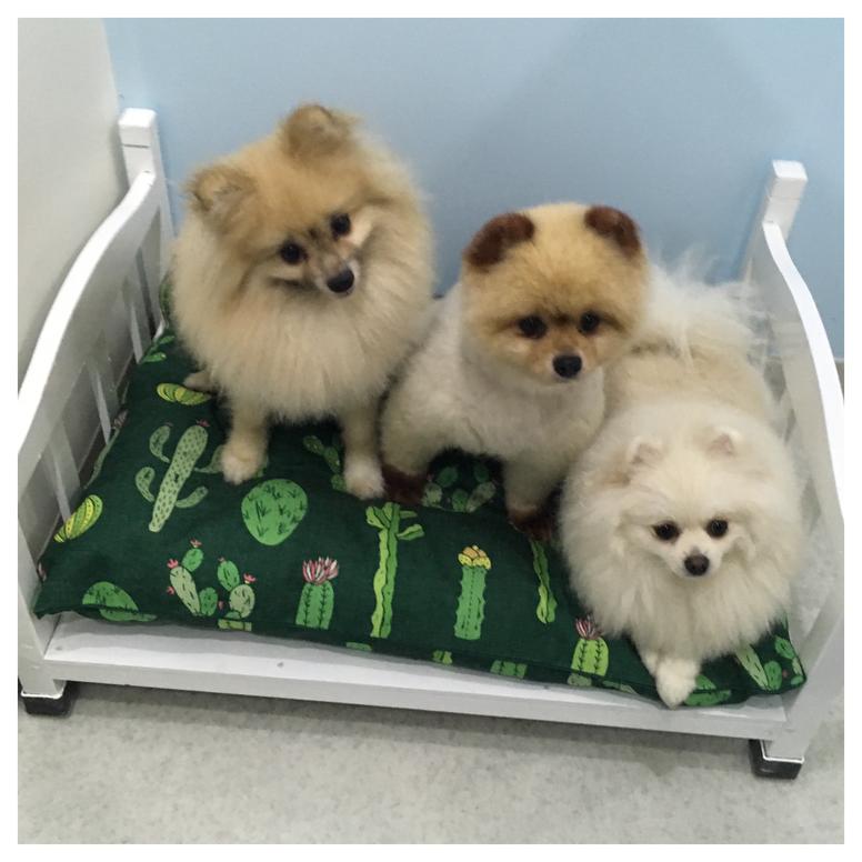 Indie Boho Pet Bed Large