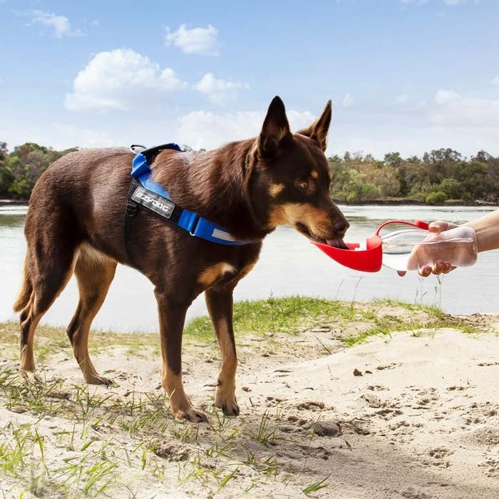 Leaf Water Bottle For Dogs