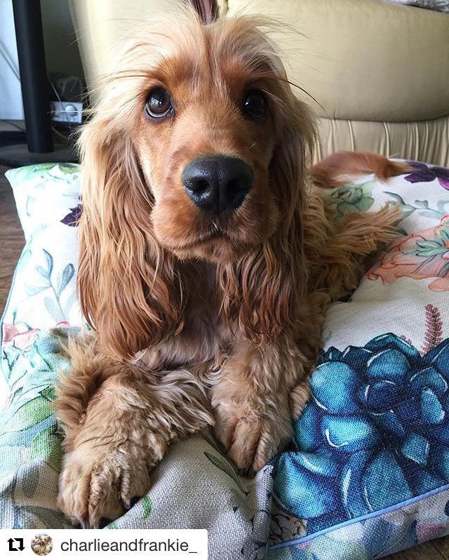 Indie Boho Pet Bed Medium